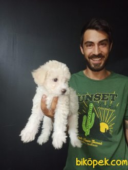 Maltipoo 1