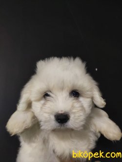 Maltipoo 1