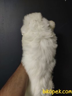 Maltipoo 2