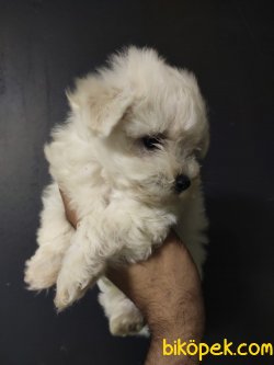 Maltipoo 4