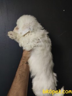 Maltipoo 3