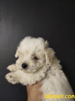 Maltipoo 5