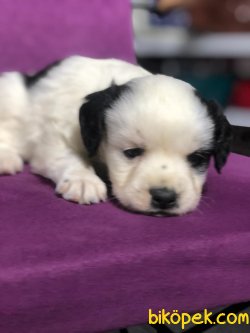 Maltıpoo 1