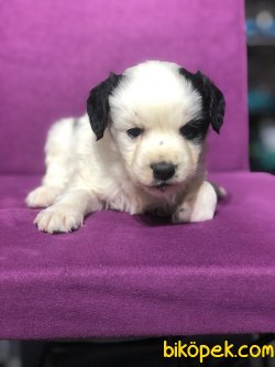 Maltıpoo 4