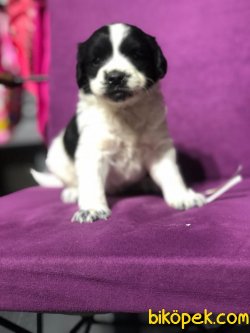 Maltıpoo 3