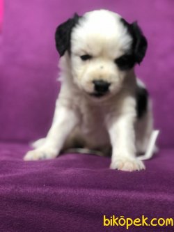 Maltıpoo 2