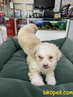 Maltipoo 3
