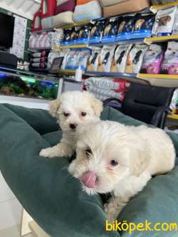 Maltipoo 2