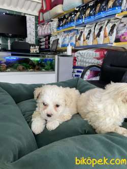 Maltipoo 4