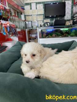 Maltipoo 3