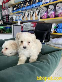 Maltipoo 2