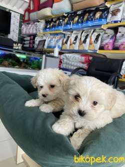 Maltipoo 1