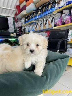 Maltipoo 4