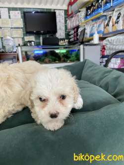Maltipoo 5
