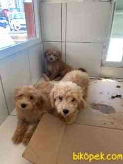 Maltıpoo 3