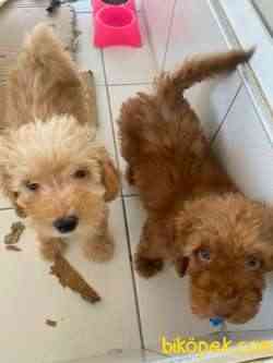 Maltıpoo 2