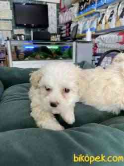 Maltipoo 3