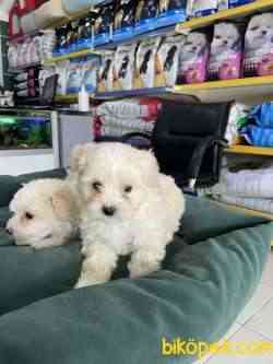 Maltipoo 2
