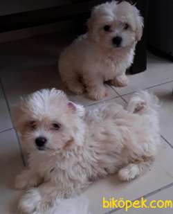 Maltipoo 2