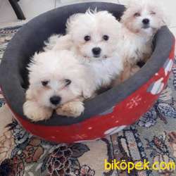 Maltipoo 3