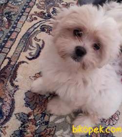 Maltipoo 4