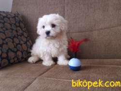 Maltipoo 1