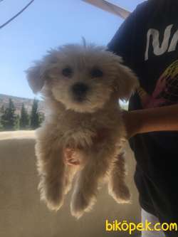 Maltipoo 1