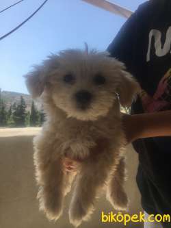 Maltipoo 4