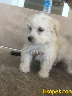 Maltipoo 2