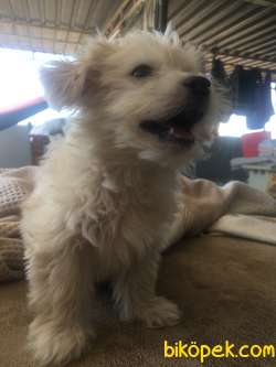 Maltipoo 5