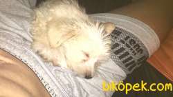 Maltipoo 3