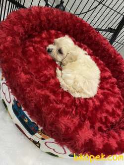 Maltipoo!! 2