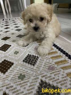 Maltipoo!! 3