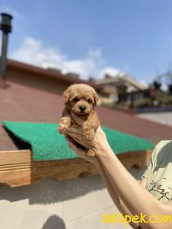 Maltipoo 1