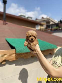 Maltipoo 3