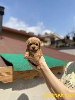 Maltipoo 2