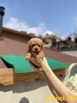 Maltipoo 4
