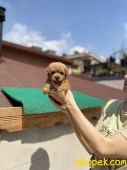 Maltipoo 5
