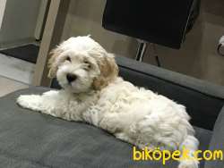 Maltipoo 1
