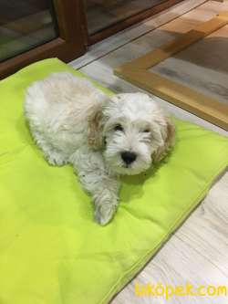 Maltipoo 3