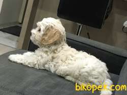 Maltipoo 2
