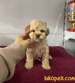 Maltipoo 4