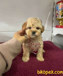 Maltipoo 1