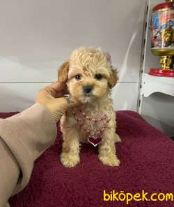 Maltipoo 2