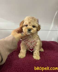 Maltipoo 3