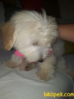 Maltipoo 3 Aylık Yavrumuz... 5