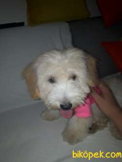 Maltipoo 3 Aylık Yavrumuz... 1
