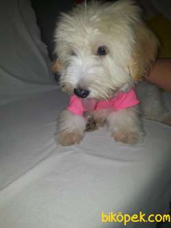 Maltipoo 3 Aylık Yavrumuz... 3