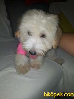 Maltipoo 3 Aylık Yavrumuz... 4