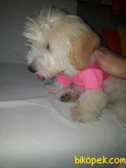 Maltipoo 3 Aylık Yavrumuz... 2